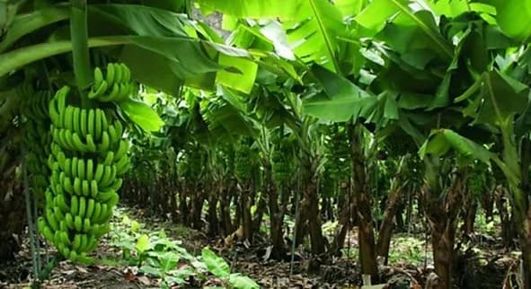 Condenan a 11 años de cárcel a siete directivos de Banadex y Banacol por financiar el paramilitarismo en Urabá