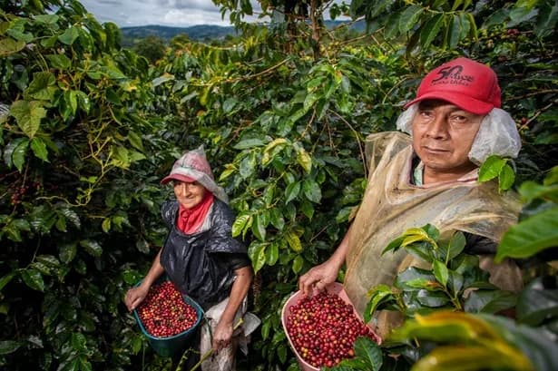 17.866 cafeteros se postularon para representar a sus comunidades en las elecciones de este año