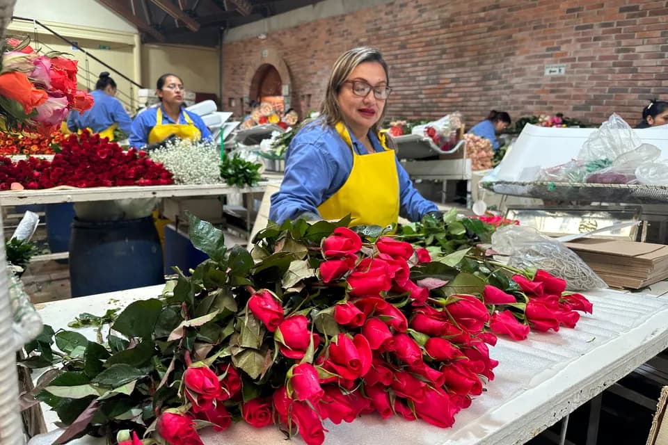 Según datos de Asocolflores, las flores de Colombia movilizan en San Valentín el 18% del mercado exportador del sector en el año