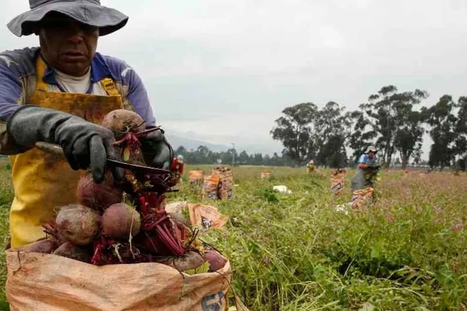 Corabastos proyecta que la inflación mensual de alimentos para enero de 2025 sería de 0,42%, dato inferior al de diciembre de 2024