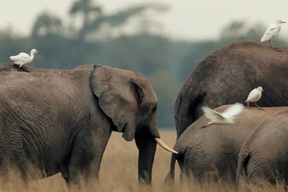 En medio de una disminución promedio del 73 % en el tamaño de las poblaciones de fauna silvestre monitoreadas, científicos insisten en la transformación de sistemas de energía, alimentación y finanzas