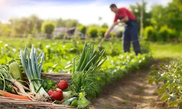 En el segundo trimestre del año, el sector agropecuario en Colombia registró una expansión real del 3.8% anual