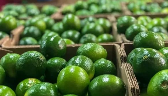 Exportaciones de limón tahití crecieron 6,2 % entre enero y agosto de 2025 con Estados Unidos, Europa como principales destinos