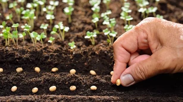 El ICA y Acosemillas urgen a productores que prioricen el aseguramiento de los cultivos con semillas autorizadas ante el Fenómeno de El Niño