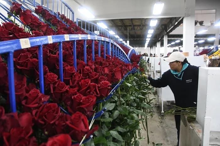 FedEx movilizará más de 2,8 millones de libras de flores desde Colombia y Ecuador por el Día de la Madre