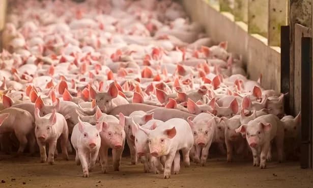 La producción de cerdos ha crecido en promedio 8,5% por año en los anteriores 13 años