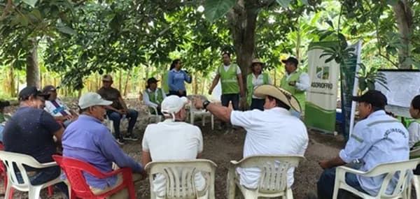 El Instituto Colombiano Agropecuario refuerza control fitosanitario del banano en La Ceibales, Magdalena