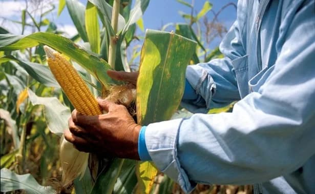 De acuerdo con el más reciente informe del Dane en Colombia: durante marzo, el empleo en el campo creció 11.5%