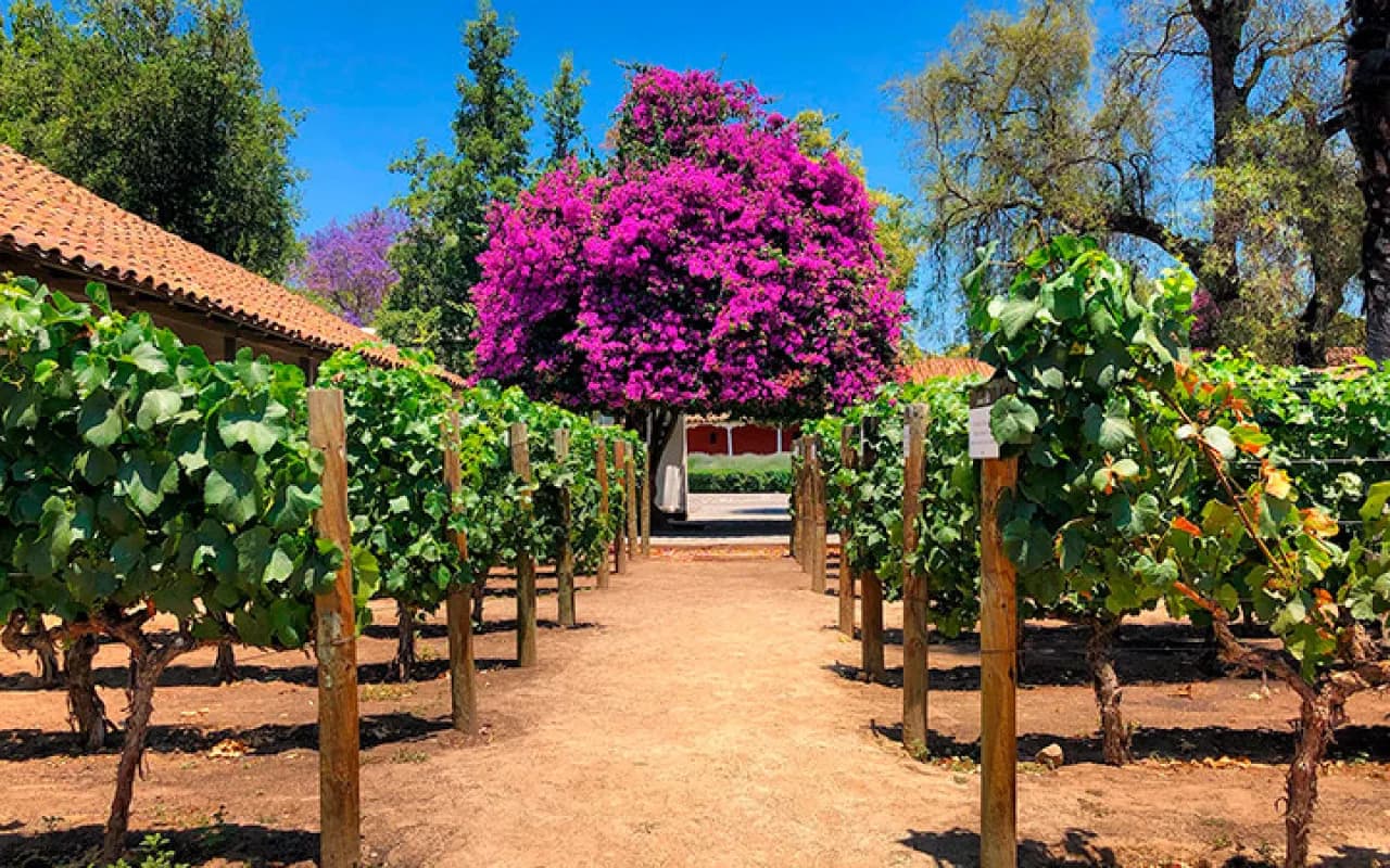 Sociedad Anónima Viña Santa Rita de Chile reportó resultados con una caída en su utilidad neta de 24%