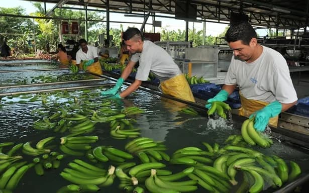 A la Asociación de Bananeros del Magdalena y La Guajira (Asbama) le preocupa el deterioro de las relaciones comerciales entre Colombia y Estados Unidos