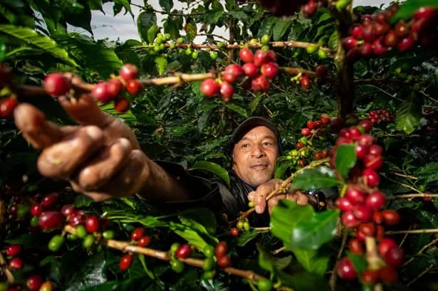 Precio del café suave colombiano en Nueva York bajó a US$2,92 y la carga en Colombia descendió desde  $2.210.000 hasta $2.130.000 (-3,61%)