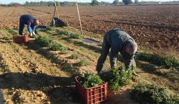La tasa de desempleo en el sector rural alcanza su nivel más bajo en seis años, con 4,9 millones de ocupados en febrero