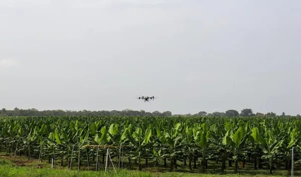 Fumigación con drones en las plantaciones de banano alcanzaría un ahorro de 36.000 litros de agua al año