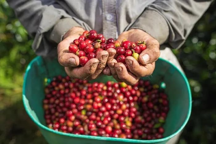 Precio del café suave colombiano en Nueva York subió a US$3,92 y la carga en Colombia ascendió de  $3.111.000 a $3.125.000