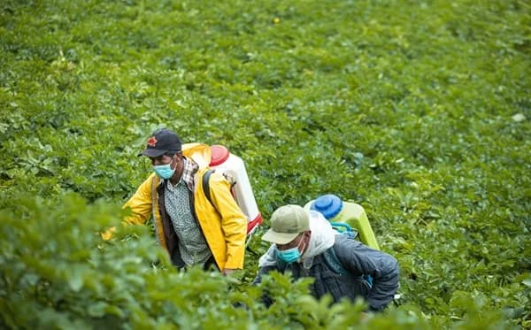 Los precios de los plaguicidas bajaron 5,35 % con respecto a agosto de 2024