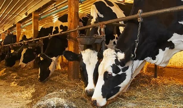 Asociación Nacional de Productores de Leche de Colombia prevé un aumento en el consumo de la leche tras baja de la inflación