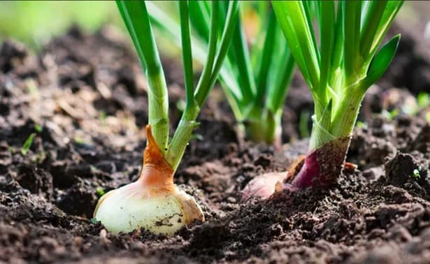 En Boyacá inició prueba piloto para que la cebolla de bulbo blanca y roja hagan parte de mercados internacionales