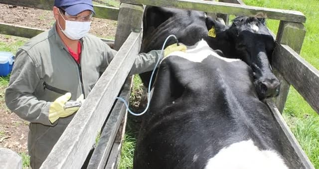 La ejecución del ciclo de vacunación contra la fiebre aftosa llegó al 99% a nivel nacional, según Fedegán
