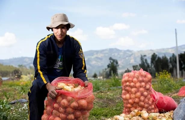 De acuerdo con un informe de la Unidad de Planificación Rural Agropecuaria, en Colombia existen 1,7 millones hectáreas de tierras aptas para el cultivo de papa