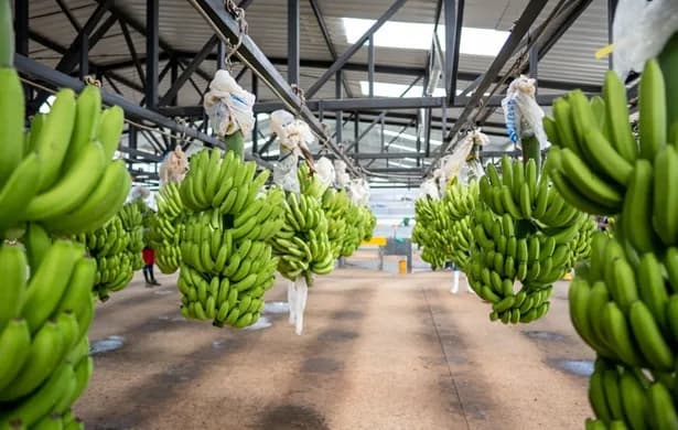 La Asociación de Bananeros de Colombia, Augura, emitió una alerta por ola invernal con más de 1.200 hectáreas afectadas y daños críticos en la infraestructura productiva