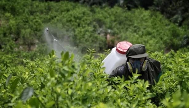 Después de una década, Colombia retomará las fumigaciones con glifosato para la erradicar las plantaciones de hoja de coca