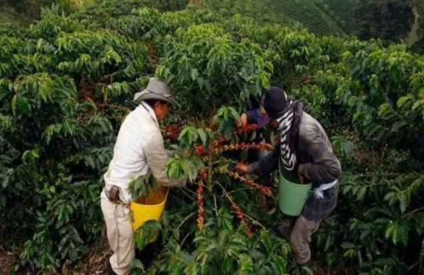 La Federacafé presentó datos de la exportación del Café de Colombia en el día internacional del grano