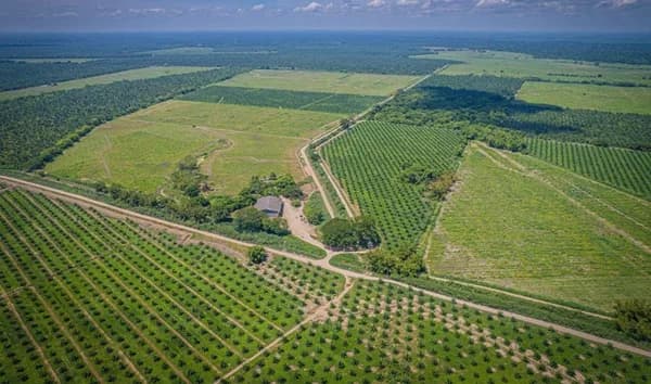 La palmicultora Gremca obtuvo la certificación internacional por producción libre de deforestación
