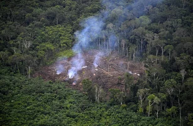 La deforestación en Colombia en 2024 estará entre los niveles más bajos en 23 años