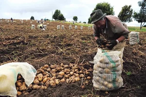 Gobierno implementará un programa de compras directas a productores de papa hasta por $20 mil millones