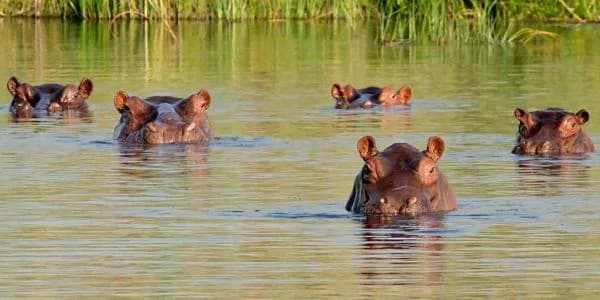 MinAmbiente acordó tres acciones para avanzar en el manejo de hipopótamos en Colombia