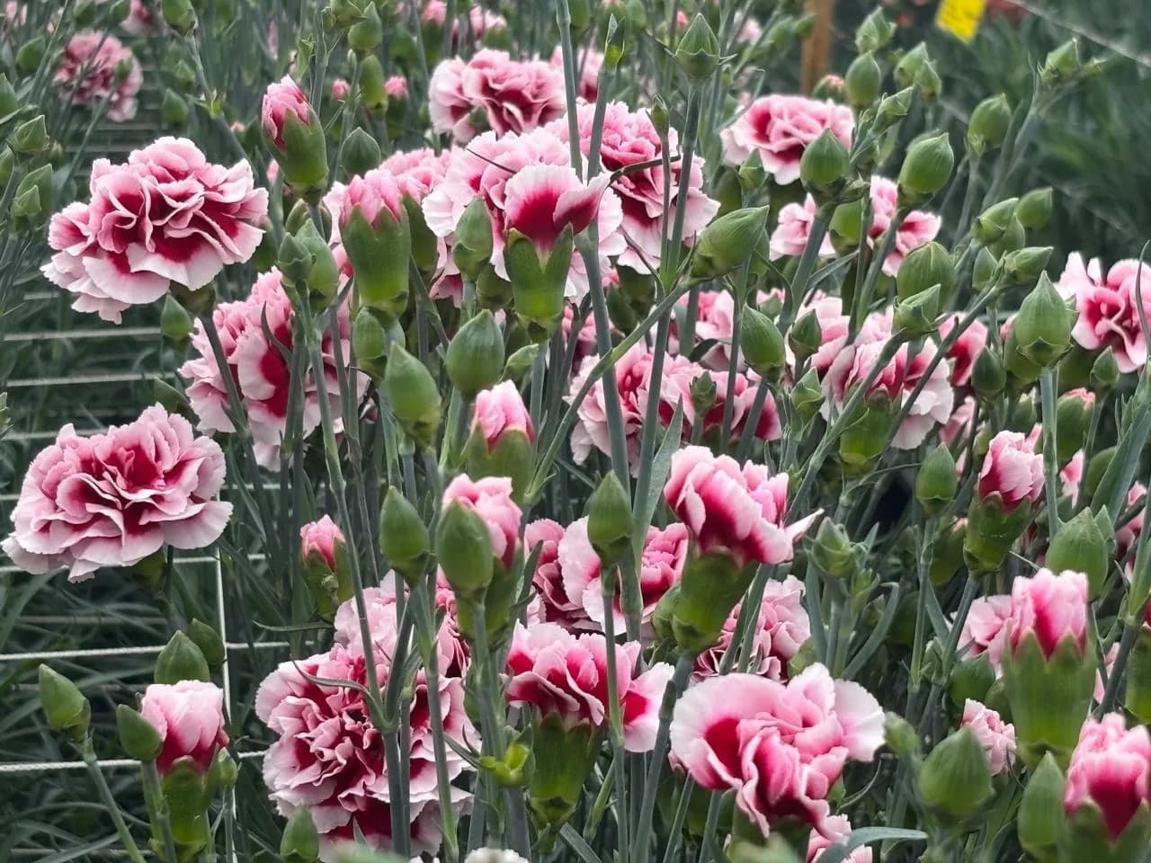 Empresas hibridadoras de clavel concentran la producción de Dianthus en Colombia