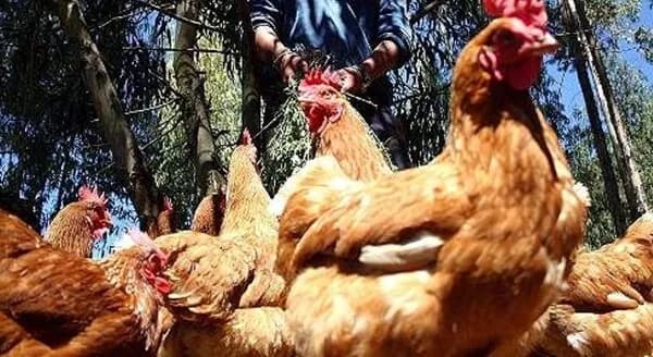 Delincuente del hurto a una granja avícola en Fusagasugá (Cundinamarca) fue enviado a la cárcel