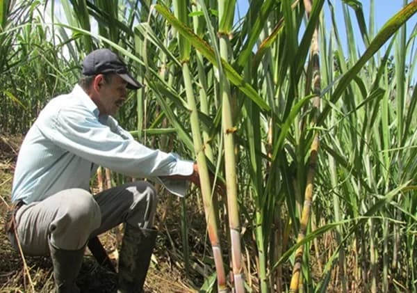 Inversiones Venecia S.A. propone pagar $54,9 millones de dividendos