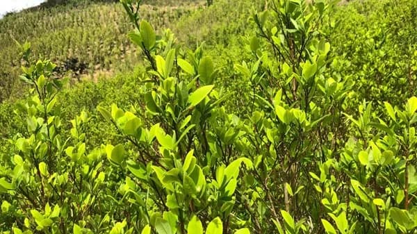 Estados Unidos reafirmó la descertificación de Colombia en la lucha contra las drogas, pero por motivos de interés vital mantuvo la asignación de recursos