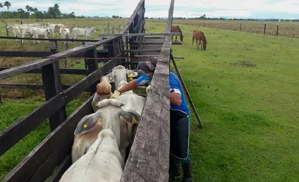 Del 27 de octubre al 16 de diciembre se realizará el segundo ciclo de vacunación contra fiebre aftosa, brucelosis bovina y rabia silvestre