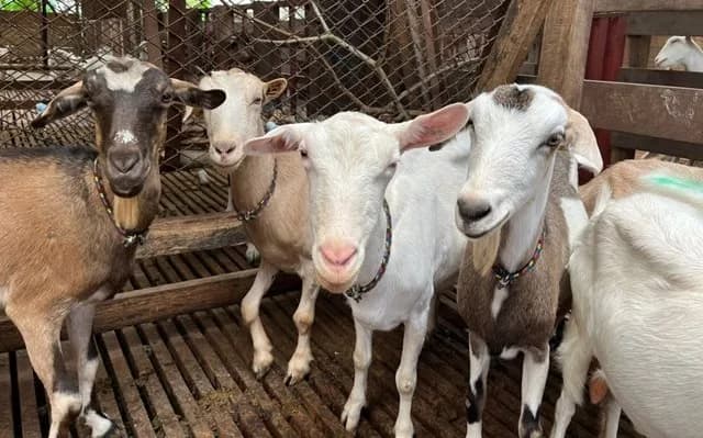 El Instituto Colombiano Agropecuario declaró emergencia sanitaria en La Guajira por brote de carbunco bacteridiano, conocido como ántrax