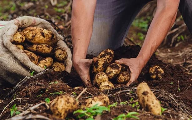 Comportamiento estable en los precios de alimentos en abril, con variaciones puntuales asociadas principalmente a las condiciones climáticas, según Corabastos