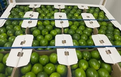 Entre enero y abril de 2025 las ventas externas de Colombia de limón Tahití crecieron 8,8% frente al mismo periodo de 2024