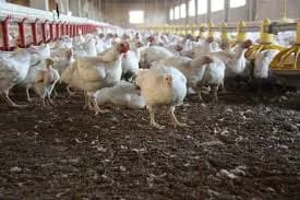 Paro por el avalúo catastral rural afecta abastecimiento avícola de más de diez millones de huevos y cerca de 1.500 toneladas de carne de pollo