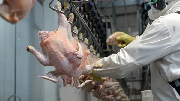 Colombia concretó la primera exportación de carne de pollo hacia Japón, tras cumplir con los estándares sanitarios y de trazabilidad exigidos por ese país