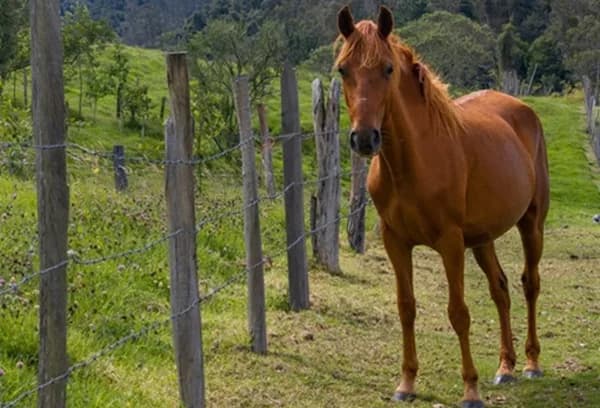 ICA atiende brotes de ‘encefalitis equina del este’ y venezolana en el departamento de Bolívar y refuerza vacunación y control epidemiológico en la región