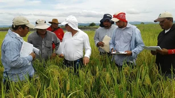 Arroceros salen a marchar pidiendo el control de los precios de los insumos agrícolas; hay paro indefinido
