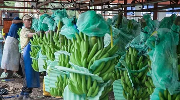 Las exportaciones de banano de Colombia y del Caribe repuntan en el primer semestre de 2025