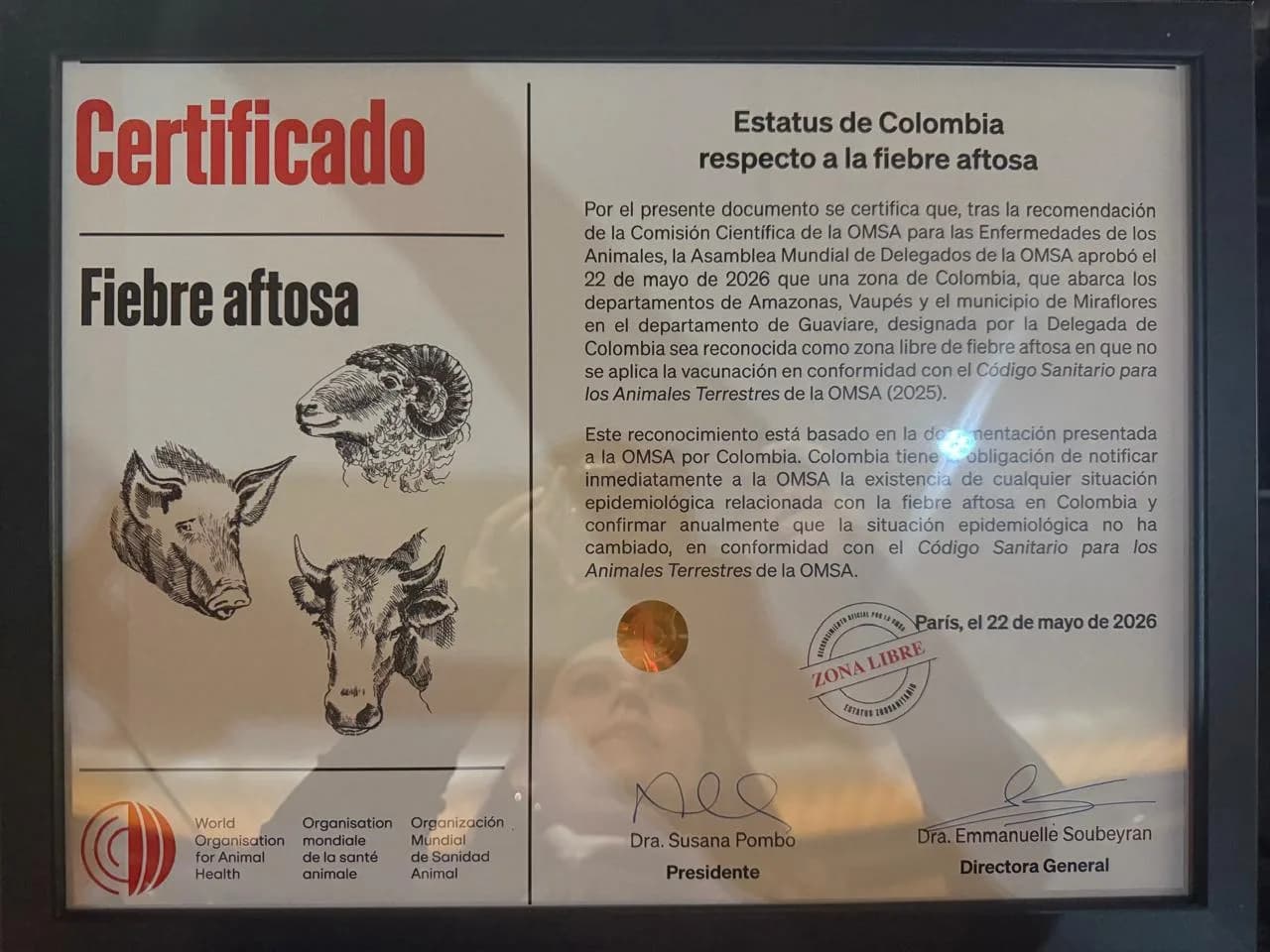 Organización Mundial de Sanidad Animal declaró a Amazonas, Vaupés y Miraflores (Guaviare) como libres de aftosa sin vacunación