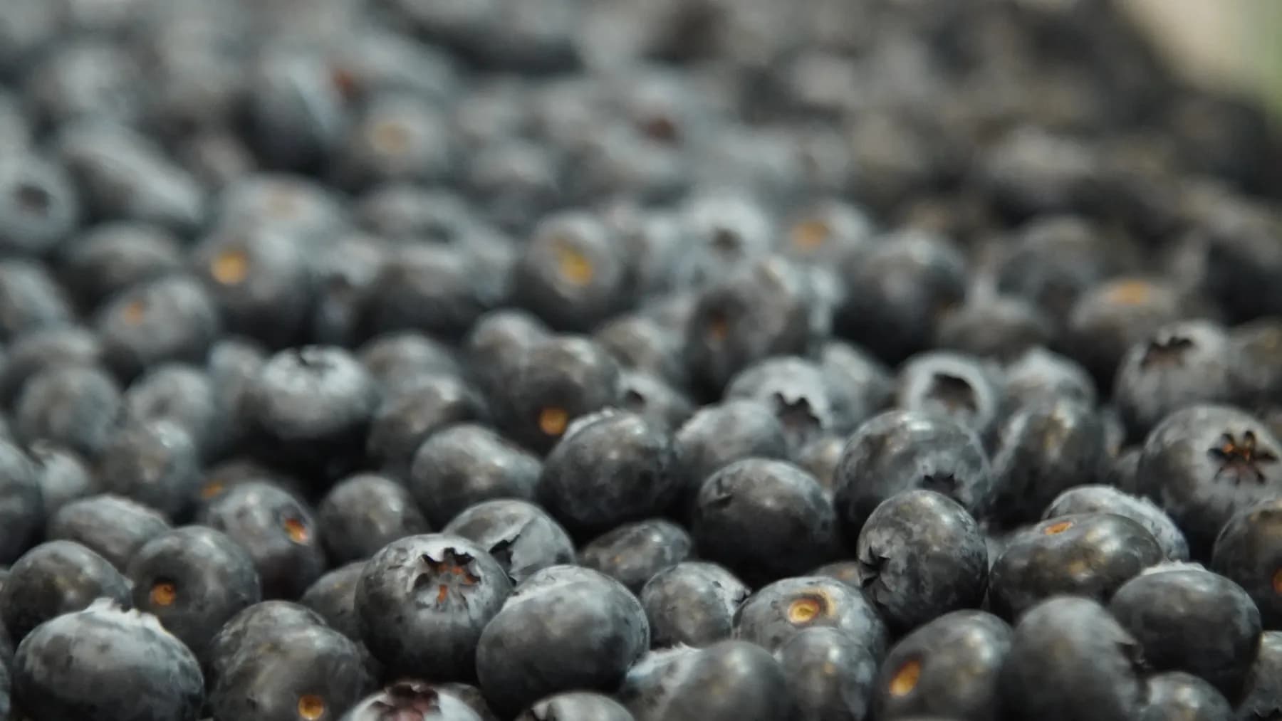 Consumo de arándanos en Colombia crece al 20% anual y el mercado local absorbe el 95% de la cosecha