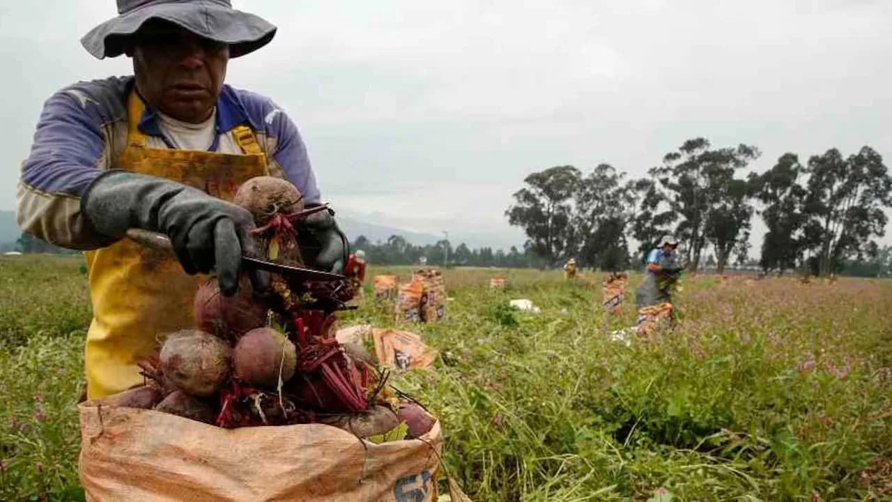 Corabastos proyecta que la inflación mensual de alimentos para enero de 2025 sería de 0,42%, dato inferior al de diciembre de 2024