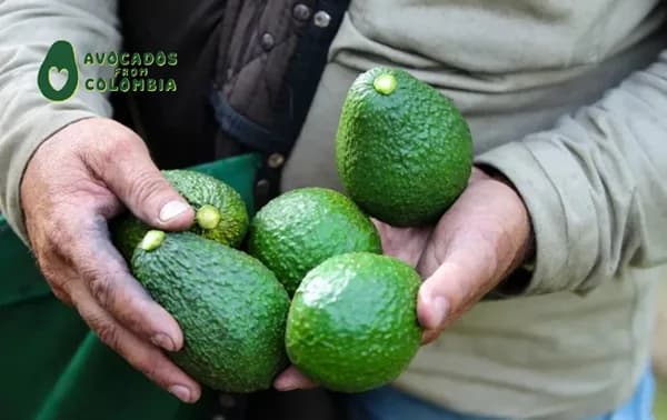La Colombia Avocado Board eligió nuevos directivos para liderar la expansión del aguacate colombiano en el mercado de Estados Unidos