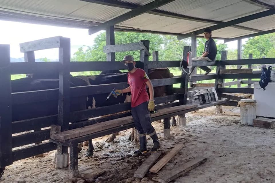 Fedegán y el ICA culminaron el primer ciclo de vacunación del año contra la fiebre aftosa con un récord de cobertura del 99,5 %