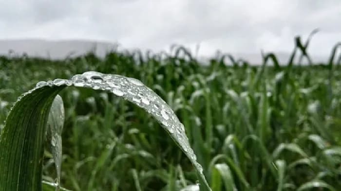 A diciembre, 4.000 hectáreas de tierras en Colombia pueden enfrentar riesgo por exceso hídrico en categorías baja y media