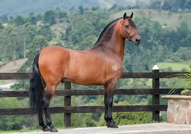 A sanción presidencial proyecto de Ley que declara patrimonio genético nacional la raza autóctona del caballo de diagonales colombianos con sus tres andares